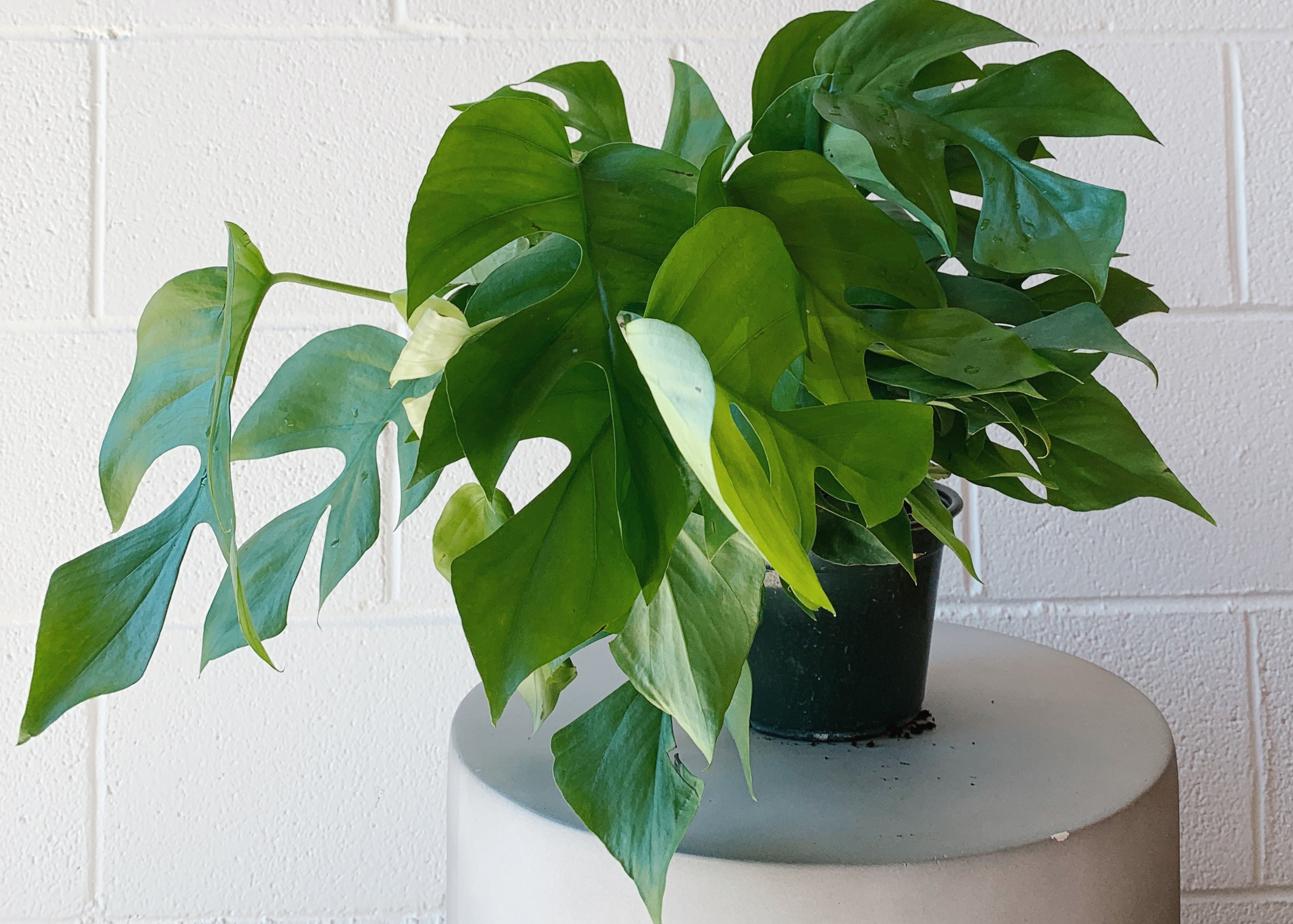 Plants