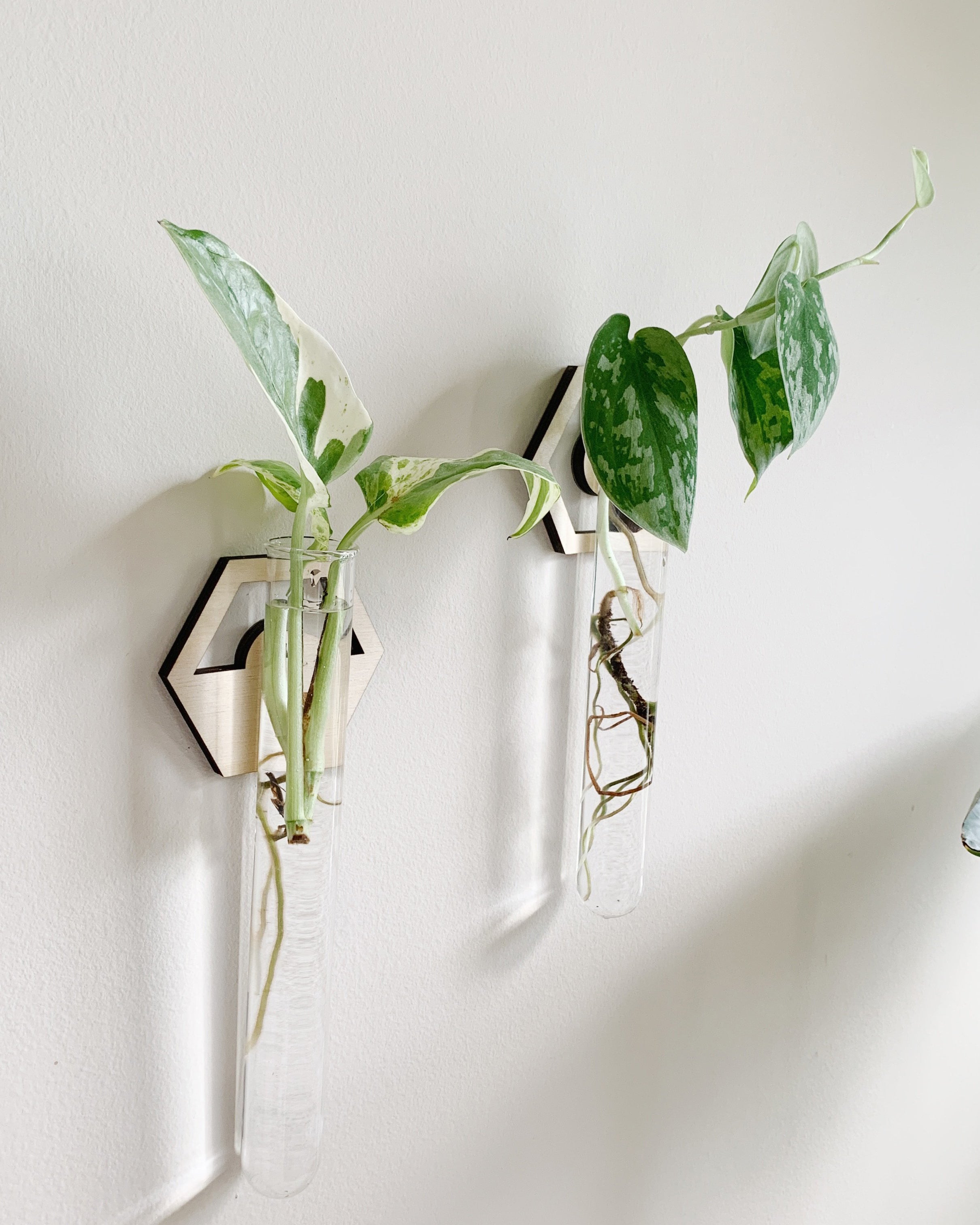Modern Hexagon Hanging Propagation Station