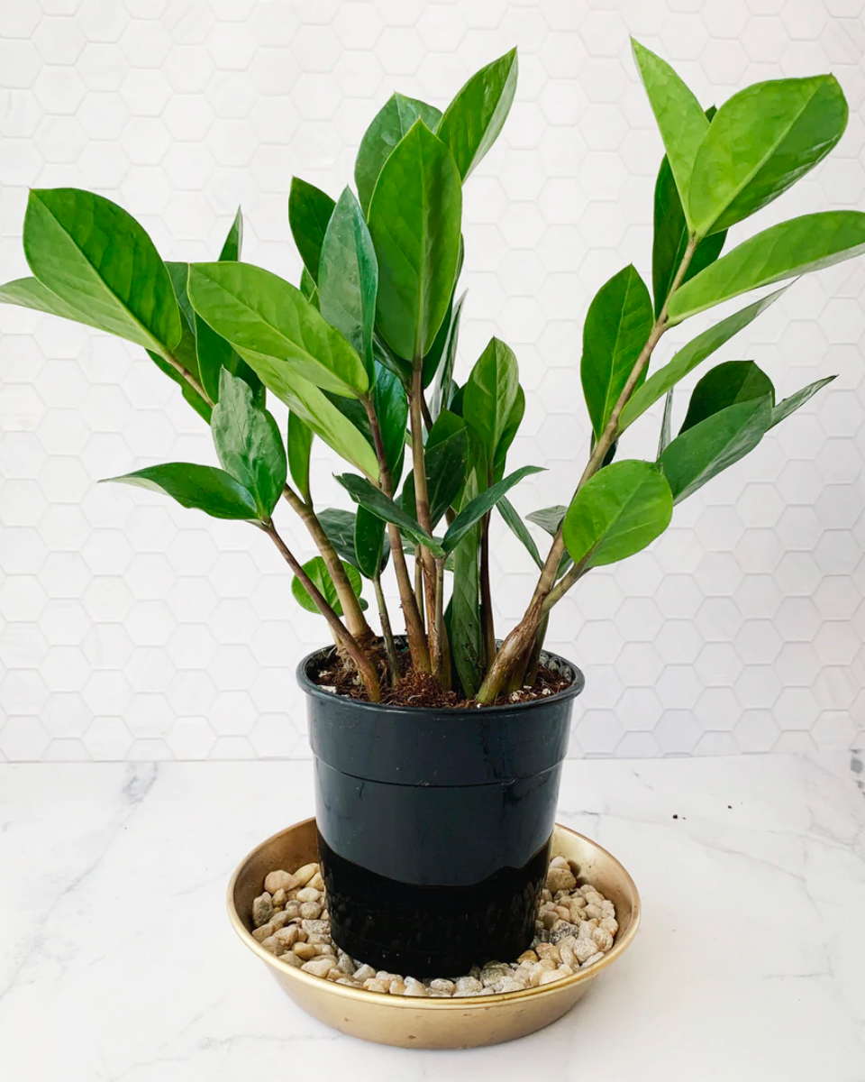 ZZ Plant 4'' | 5''