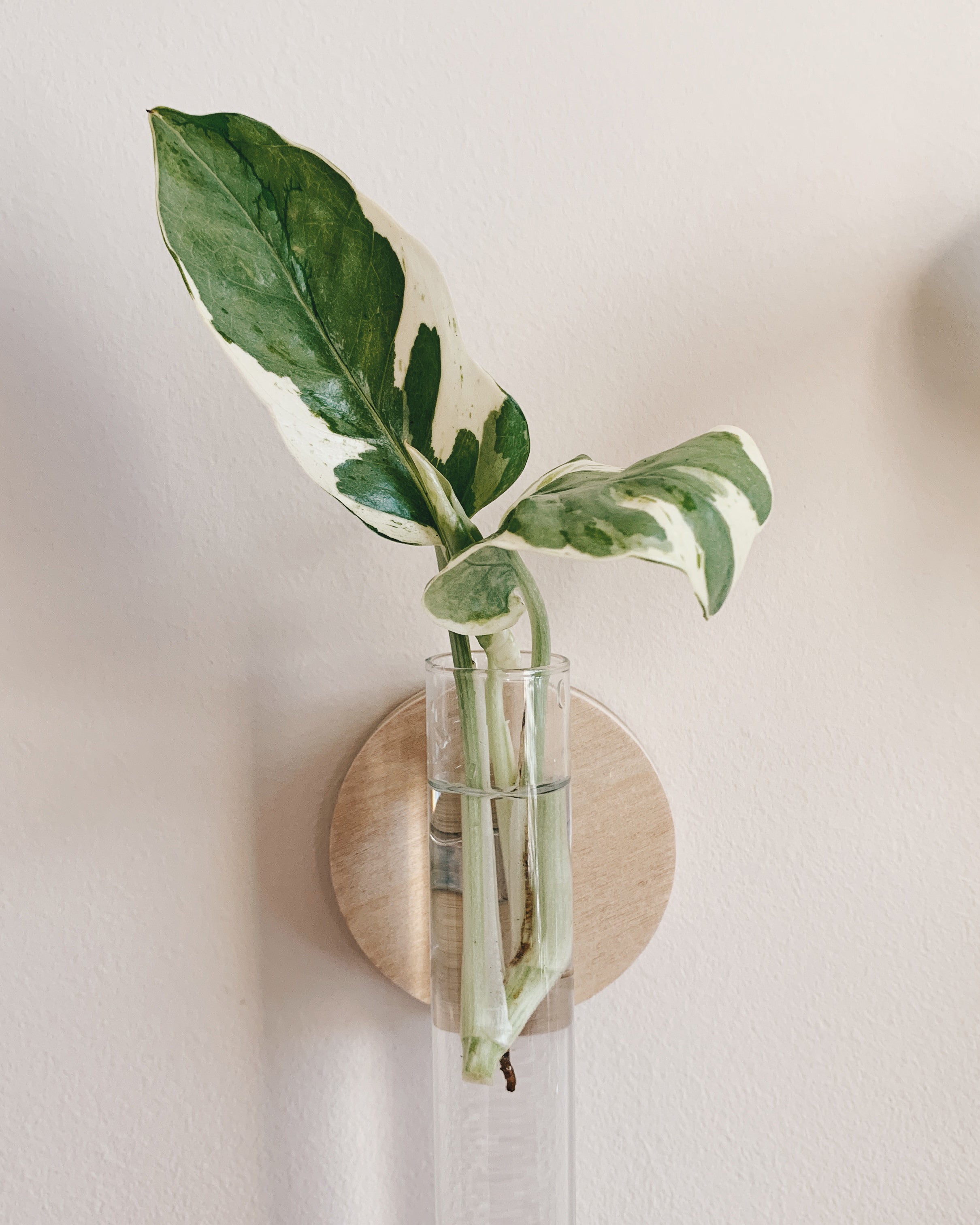 Plant Cuttings